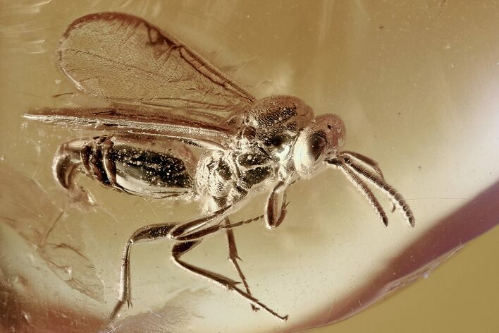 Detailed Fossil Parasitoid Wasp (Proctotrupidae) In Baltic Amber #294323